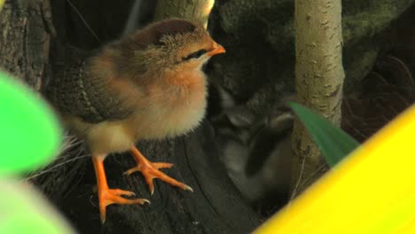 Little-Chickens-Zoom-In-Past-Leaves