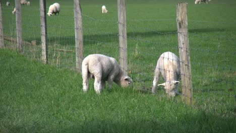 New-Zealand-Lamb-Outside-Fence
