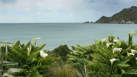 Neuseeländische-Lilien-Mit-Nugget-Point-Pfanne