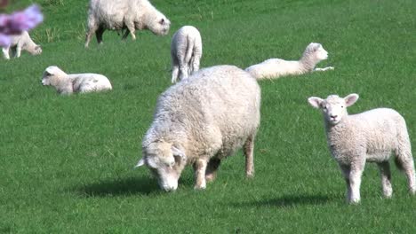 New-Zealand-Sheep-And-One-Lamb-Zoom-And-Pan