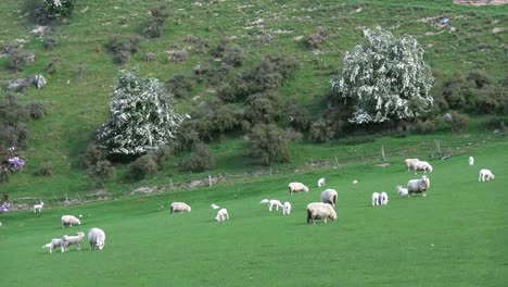 New-Zealand-Sheep-And-White-Flowered-Trees