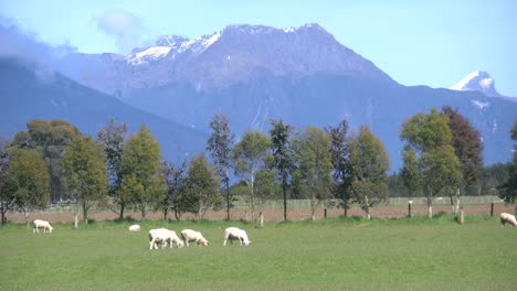 Neuseeland-Schafe-Grasen-Mit-Bergen-Dahinter