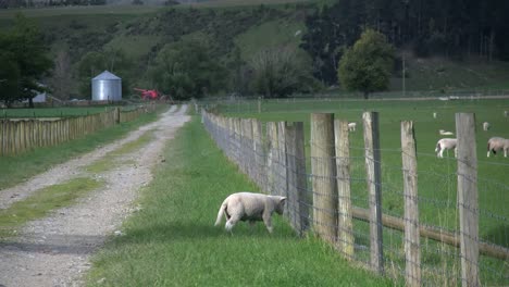 Neuseeland-Schaf-Lamm-Am-Zaun-Dreht-Sich-Zur-Fahrbahn