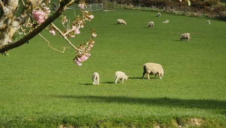 Nueva-Zelanda-Ovejas-Con-Corderitos