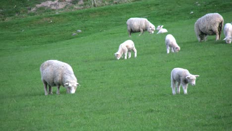 New-Zealand-Sheep-With-Several-Lambs