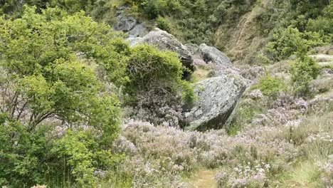 Piedras-Y-Flores-De-Nueva-Zelanda-Cerca-De-La-Cacerola-Del-Puente-De-Kawarau