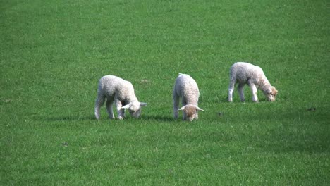 New-Zealand-Three-Lambs-Grazing