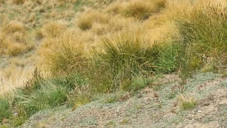 New-Zealand-Tussock-Grass-Blowing