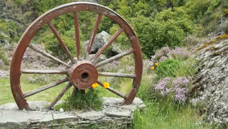 Neuseeland-Wagenrad-Und-Mohnblumen