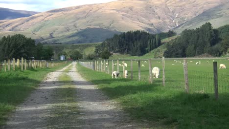 Nueva-Zelanda-Se-Aleja-Por-El-Camino-Pasado-Ovejas-En-La-Granja