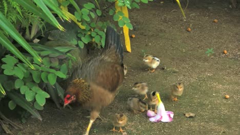 Rarotongo-Hen-Walks-Past-Baby-Chicks