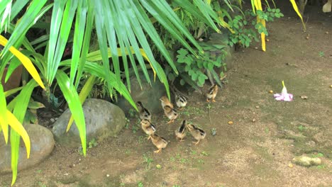 Gallina-Rarotongo-Camina-Con-Pollitos