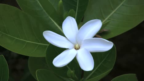 Rarotongo-Flor-Blanca-Con-Hormiga