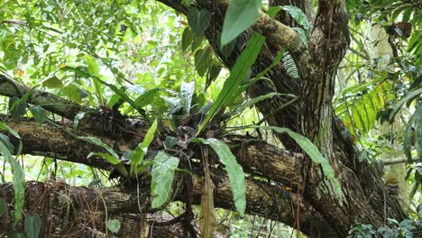 Vanuatu-Farn-Wächst-Auf-Baum