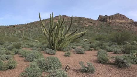 Arizona-órgano-Pipe-Cactus-Acercar