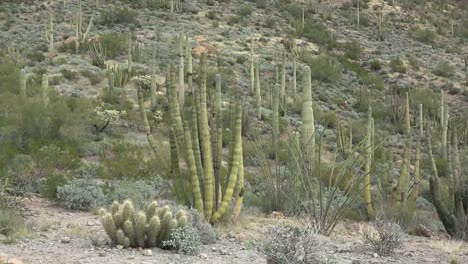 Arizona-Orgelpfeife-Und-Saguaro-Kaktus