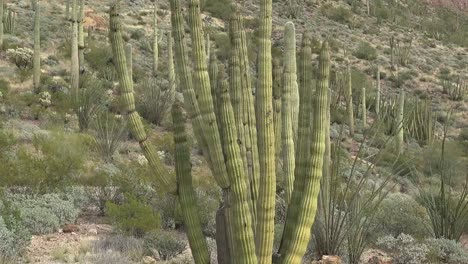 Arizona-Orgelpfeifenkaktus-Am-Hang-Nach-Oben-Kippen