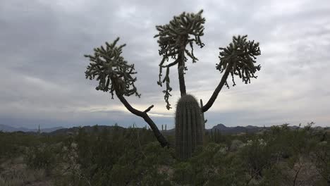 Arizona-Kette-Cholla-In-Orgelpfeife