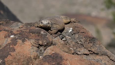 Arizona-Süße-Eidechse-Auf-Einem-Felsen