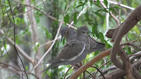 Palomas-De-Arizona-En-árbol