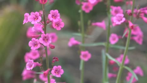 Colibrí-Y-Flores-De-Arizona