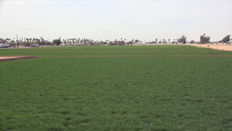 Arizona-Irrigated-Crops-At-Yuma