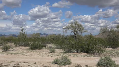 Arbustos-Del-Paisaje-De-Arizona-Y-Tierra-Desnuda