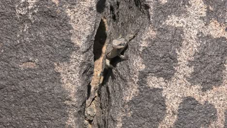 Arizona-Lizard-By-Rock-Crack-Looks-Around