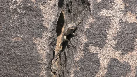 Lagarto-De-Arizona-Por-El-Crack-De-Piedra-Mira-A-Su-Alrededor