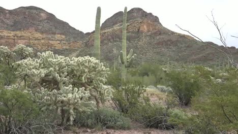 Arizona-Berge-In-Der-Wüste