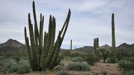 Arizona-Orgelpfeifenkaktus-Mit-Saguaro