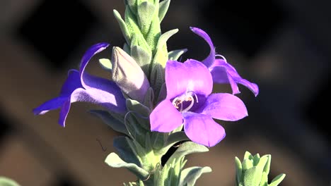 Flor-Morada-De-Arizona-Y-Fondo-Oscuro