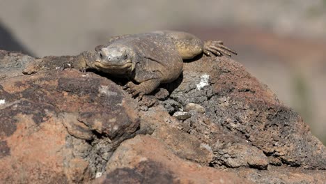 Arizona-Sitzende-Eidechse