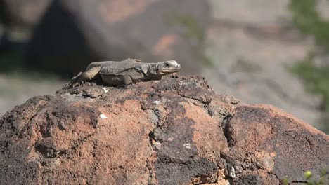 Arizona-Two-Lizards-One-Runs-Away