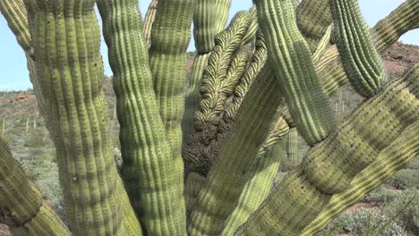 Arizona-Zooms-On-Curiosity