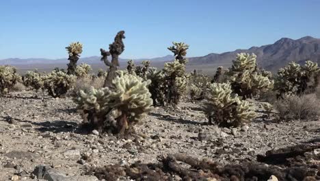 Kalifornien-Joshua-Tree-Nationalpark-Zoom-Auf-Cholla