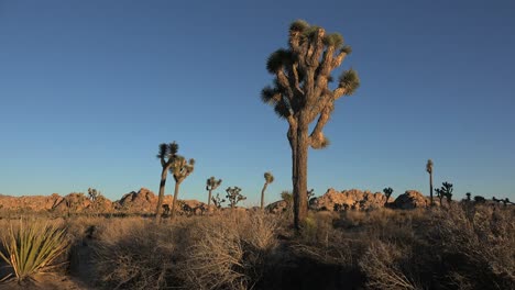 Kalifornien-Joshua-Tree-Pflanzehua