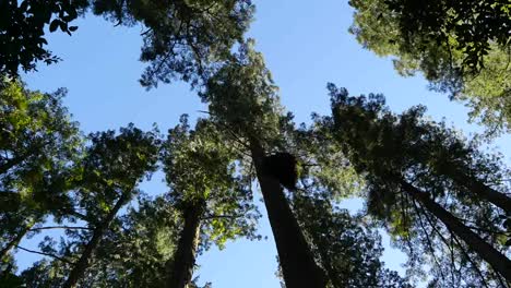 Parque-Nacional-De-La-Secoya-De-California-Lady-Bird-Johnson-Grove-Copas-De-Los-árboles-Y-Cielo-Azul-Inclinado-Hacia-Arriba