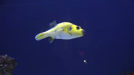 Süße-Gelbe-Kugelfische-Schwimmen