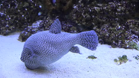 Kugelfische-Schwimmen-Herum