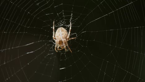 Araña-En-La-Web-Entra-En-Foco