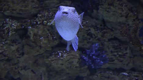 Spotted-Puffer-Fish-Swimming