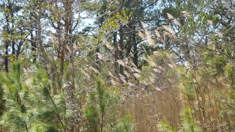 Virginia-Plumed-Reeds-In-The-Wind