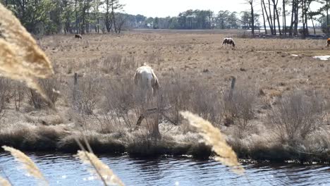 Virginia-Ponies-Beyond-Reeds