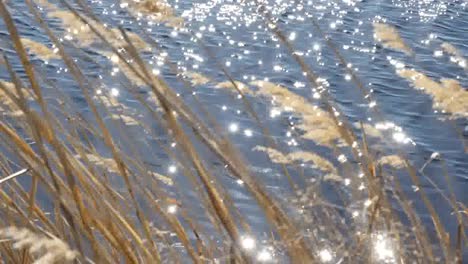 Virginia-Reeds-In-Wind-With-Sparkling-Water