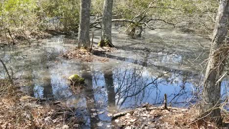 Virginia-Reflexionen-Im-Sumpfigen-Wasser