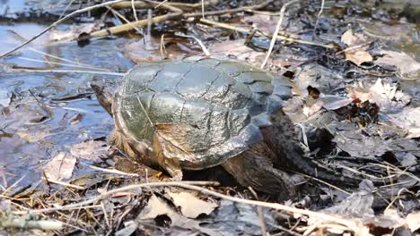 Tortuga-Mordedora-De-Virginia-Entra-Al-Agua