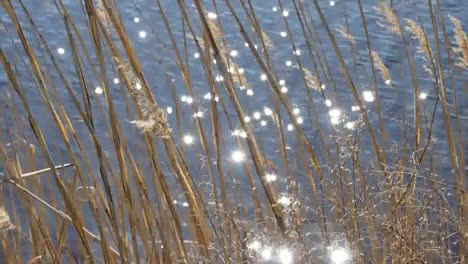 Virginia-Sparkling-Water-And-Reeds