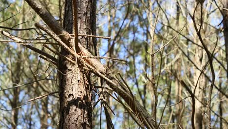 Virginia-Sticks-Und-Baumstämme-Im-Wald