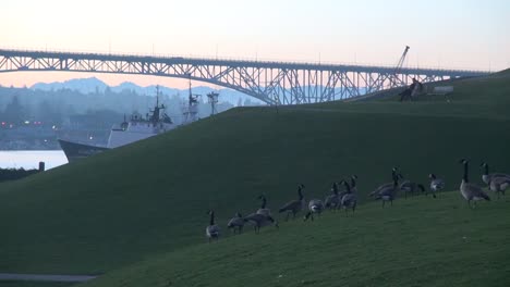 Washington-Seattle-Gänse-Und-Brücke